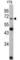 Lamin B2 antibody, abx032966, Abbexa, Western Blot image 