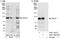 Cell Division Cycle 27 antibody, A301-183A, Bethyl Labs, Western Blot image 