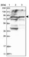 Acyl-CoA Oxidase 3, Pristanoyl antibody, PA5-57423, Invitrogen Antibodies, Western Blot image 