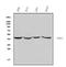 TNF Receptor Associated Factor 1 antibody, A01365, Boster Biological Technology, Western Blot image 