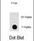 Mitogen-Activated Protein Kinase Kinase Kinase Kinase 1 antibody, abx031990, Abbexa, Western Blot image 