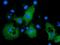 Phosphoinositide-3-Kinase Adaptor Protein 1 antibody, MA5-25249, Invitrogen Antibodies, Immunocytochemistry image 