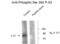 p53 antibody, XPS-1021, ProSci, Western Blot image 