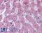 Notch 2 antibody, LS-B719, Lifespan Biosciences, Immunohistochemistry frozen image 