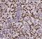 RUN And FYVE Domain Containing 2 antibody, FNab07530, FineTest, Immunohistochemistry frozen image 