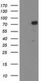 Katanin Regulatory Subunit B1 antibody, LS-C173102, Lifespan Biosciences, Western Blot image 