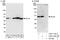 THAP Domain Containing 11 antibody, A303-180A, Bethyl Labs, Western Blot image 