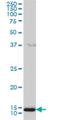 Golgin A7 antibody, H00051125-M01, Novus Biologicals, Western Blot image 