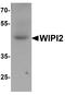 WD Repeat Domain, Phosphoinositide Interacting 2 antibody, A06492, Boster Biological Technology, Western Blot image 