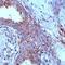 Prostate Stem Cell Antigen antibody, PA1-38516, Invitrogen Antibodies, Immunohistochemistry frozen image 