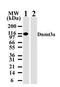 DNA Methyltransferase 3 Alpha antibody, MA1-91490, Invitrogen Antibodies, Western Blot image 