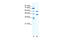 Cation Channel Sperm Associated 2 antibody, 28-291, ProSci, Western Blot image 