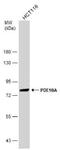 Phosphodiesterase 10A antibody, NBP2-19742, Novus Biologicals, Western Blot image 