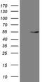 Growth Arrest Specific 8 antibody, NBP2-45809, Novus Biologicals, Western Blot image 