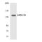 G Protein-Coupled Receptor 158 antibody, LS-C292015, Lifespan Biosciences, Western Blot image 