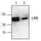 Nuclear Receptor Subfamily 1 Group H Member 2 antibody, AP00294PU-N, Origene, Western Blot image 