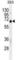 Carboxypeptidase M antibody, abx026274, Abbexa, Western Blot image 