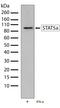 Signal Transducer And Activator Of Transcription 5A antibody, 701108, Invitrogen Antibodies, Western Blot image 