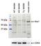 NADPH Oxidase 1 antibody, EB10578, Everest Biotech, Western Blot image 