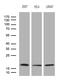 Endothelial Differentiation Related Factor 1 antibody, M07668, Boster Biological Technology, Western Blot image 