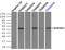 Alpha-1-antitrypsin antibody, orb181452, Biorbyt, Immunoprecipitation image 