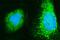 ADP Ribosylation Factor 6 antibody, A00927-2, Boster Biological Technology, Immunofluorescence image 