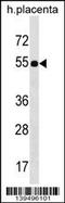 Fizzy And Cell Division Cycle 20 Related 1 antibody, 60-262, ProSci, Western Blot image 