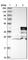 Mitochondrial Fission Regulator 1 Like antibody, HPA027130, Atlas Antibodies, Western Blot image 