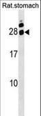 Homeobox A5 antibody, LS-C158814, Lifespan Biosciences, Western Blot image 