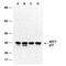 Replication Factor C Subunit 2 antibody, MA1-23321, Invitrogen Antibodies, Western Blot image 