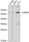 Caspase Recruitment Domain Family Member 8 antibody, GTX32488, GeneTex, Western Blot image 