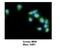 Male Germ Cell Associated Kinase antibody, NBP1-54991, Novus Biologicals, Immunofluorescence image 