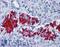 G Protein Subunit Alpha I1 antibody, LS-B2546, Lifespan Biosciences, Immunohistochemistry frozen image 