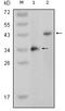 Mitogen-Activated Protein Kinase 11 antibody, M03738, Boster Biological Technology, Western Blot image 