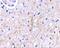 Plexin Domain Containing 2 antibody, GTX85419, GeneTex, Immunohistochemistry paraffin image 