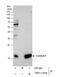 Centrin 1 antibody, NBP2-14909, Novus Biologicals, Immunoprecipitation image 
