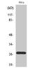 Cyclin Dependent Kinase Inhibitor 1B antibody, A00173T187-1, Boster Biological Technology, Western Blot image 