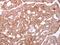 Actin Related Protein 2/3 Complex Subunit 1A antibody, NBP2-15470, Novus Biologicals, Immunohistochemistry frozen image 