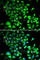 Single Stranded DNA Binding Protein 1 antibody, A6987, ABclonal Technology, Immunofluorescence image 