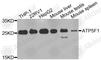 ATP Synthase Peripheral Stalk-Membrane Subunit B antibody, A7645, ABclonal Technology, Western Blot image 