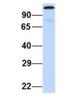 Spindle And Centriole Associated Protein 1 antibody, NBP1-70712, Novus Biologicals, Western Blot image 