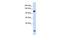 HEAT Repeat Containing 4 antibody, GTX45150, GeneTex, Western Blot image 