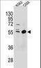 Testis Expressed 9 antibody, LS-C161813, Lifespan Biosciences, Western Blot image 