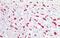 Glycophorin A (MNS Blood Group) antibody, GTX15009, GeneTex, Immunohistochemistry paraffin image 