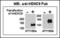 Histone Deacetylase 9 antibody, MBS9202236, MyBioSource, Western Blot image 