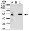 Paired Box 8 antibody, NBP1-32440, Novus Biologicals, Immunoprecipitation image 