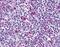 Biotin antibody, PA1-30595, Invitrogen Antibodies, Immunohistochemistry frozen image 