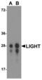 TNF Superfamily Member 14 antibody, LS-C669105, Lifespan Biosciences, Western Blot image 