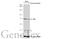 Eukaryotic Translation Initiation Factor 2 Alpha Kinase 2 antibody, GTX132826, GeneTex, Western Blot image 