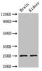 Claudin 10 antibody, CSB-PA005491LA01HU, Cusabio, Western Blot image 